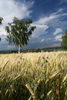 Umgebung